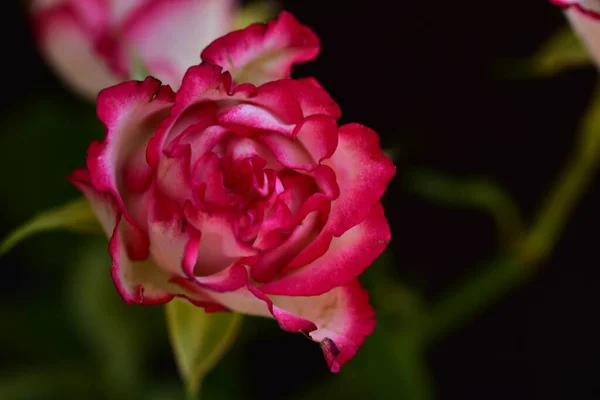 Rosa Fiore Molto Bella Colorata Vista Vicino Giardino — Foto Stock
