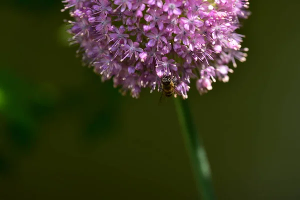 Piękny Fioletowy Kwiat Ogrodzie — Zdjęcie stockowe