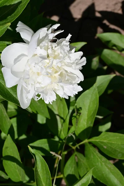 Bazsarózsa Nagyon Szép Színes Virágok Közelről Kilátás Kertben — Stock Fotó