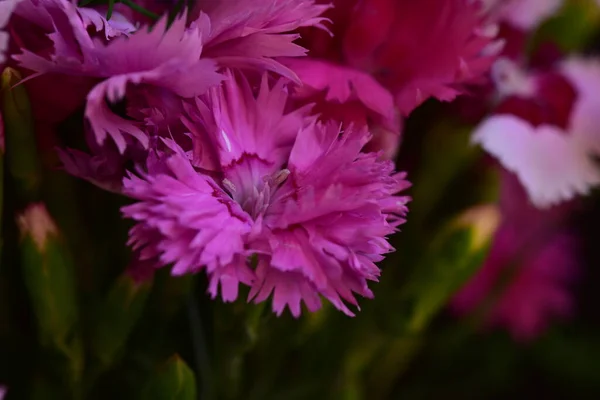 Mycket Fina Färgglada Vårblommor Trädgården Närbild — Stockfoto