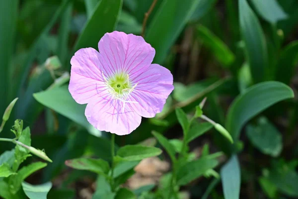 Las Flores Primavera Muy Bonitas Coloridas Jardín Cerca —  Fotos de Stock