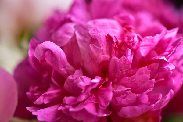 Pivoine Les Très Jolies Fleurs Colorées Vue Rapprochée Dans Jardin — Photo