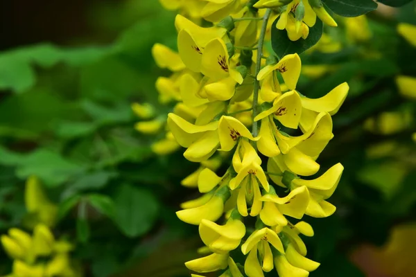 Flores Primavera Coloridas Muito Agradáveis Jardim Close — Fotografia de Stock