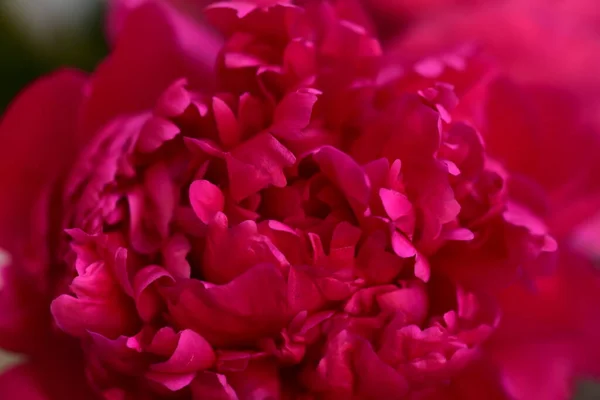 Peonía Las Flores Muy Coloridas Muy Cerca Vista Jardín — Foto de Stock