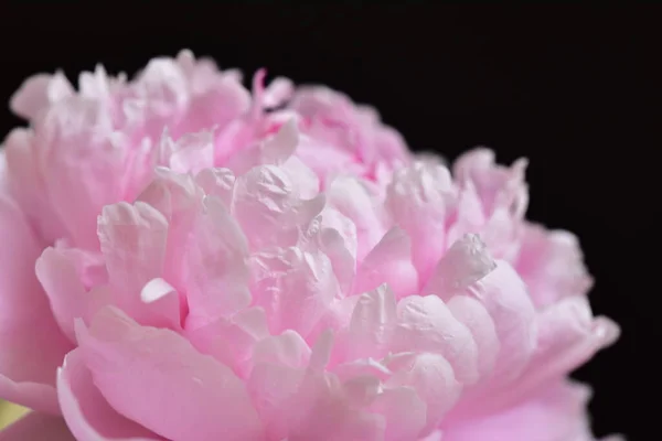 Pioenroos Zeer Mooie Kleurrijke Bloemen Van Dichtbij Bekijken Tuin — Stockfoto