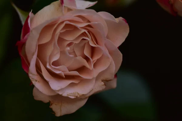 Ros Den Mycket Vackra Färgglada Blomman Närbild Trädgården — Stockfoto