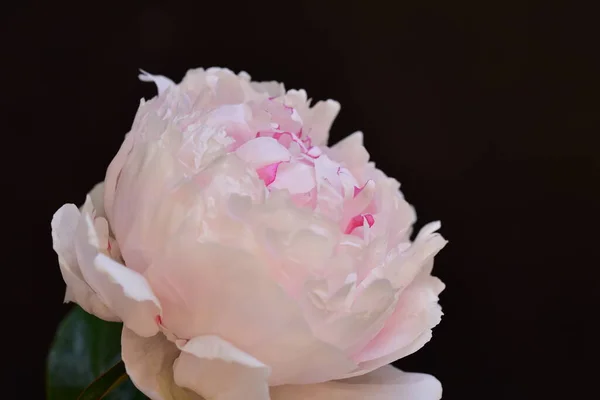 Pivoine Les Très Jolies Fleurs Colorées Vue Rapprochée Dans Jardin — Photo