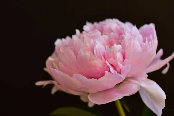 Peonia Fiori Molto Bella Colorata Vista Vicino Giardino — Foto Stock