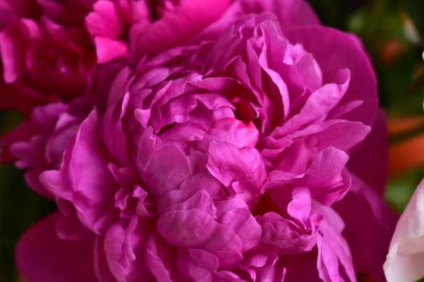 Pion Mycket Vackra Färgglada Blommor Närbild Trädgården — Stockfoto