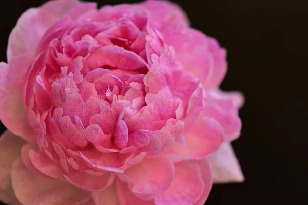 Peony Very Pretty Colorful Flowers Close View Garden — Stock Photo, Image