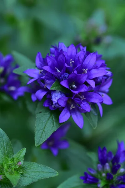 정원에 아름다운 색깔의 꽃들을 — 스톡 사진