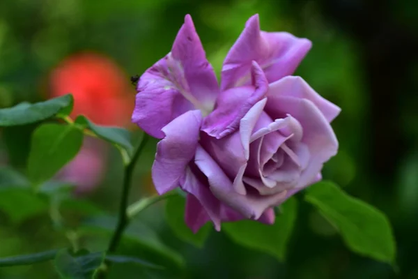 Stieg Die Sehr Hübsche Bunte Blume Nahsicht Garten — Stockfoto