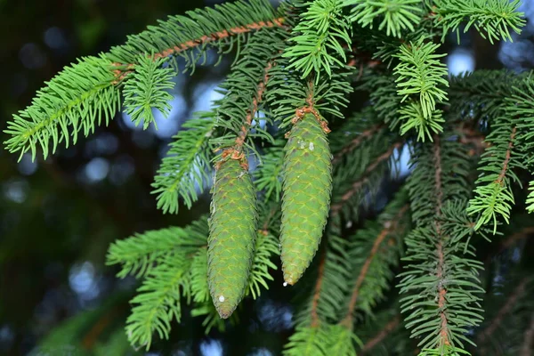 Groene Dennenboom Tak Met Blauwe Lucht Achtergrond — Stockfoto