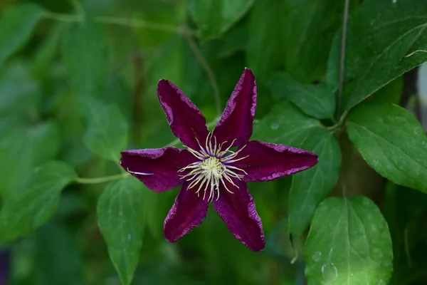 Les Très Belles Fleurs Printemps Colorées Dans Jardin Gros Plan — Photo