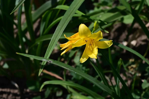 庭のとても素敵なカラフルな春の花を閉じます — ストック写真