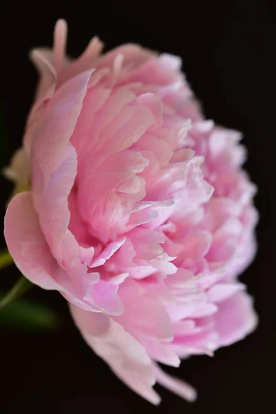 Pivoine Les Très Jolies Fleurs Colorées Vue Rapprochée Dans Jardin — Photo