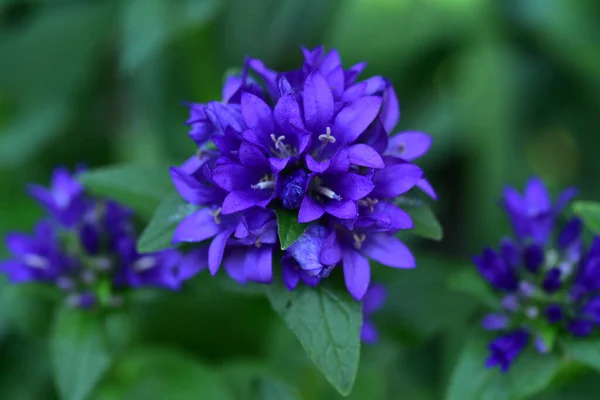 Las Flores Primavera Muy Bonitas Coloridas Jardín Cerca — Foto de Stock