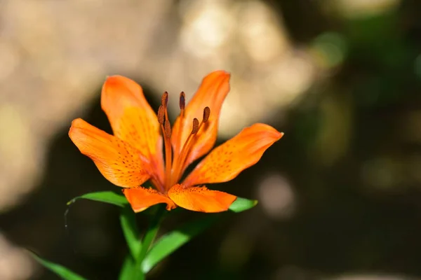 Flores Primavera Coloridas Muito Agradáveis Jardim Close — Fotografia de Stock