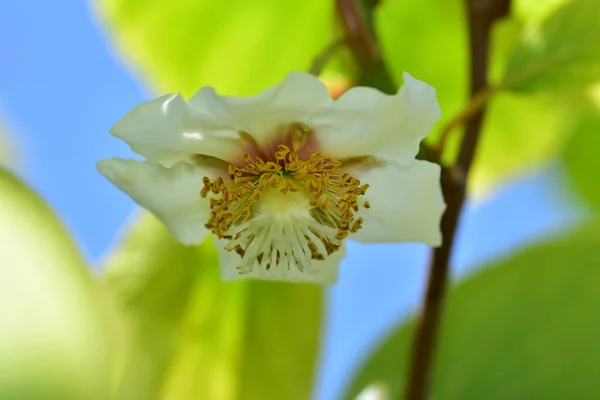 Mooie Bloemen Tuin — Stockfoto