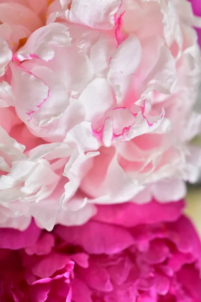 Παιωνία Πολύ Όμορφα Πολύχρωμα Λουλούδια Close Άποψη Στον Κήπο — Φωτογραφία Αρχείου
