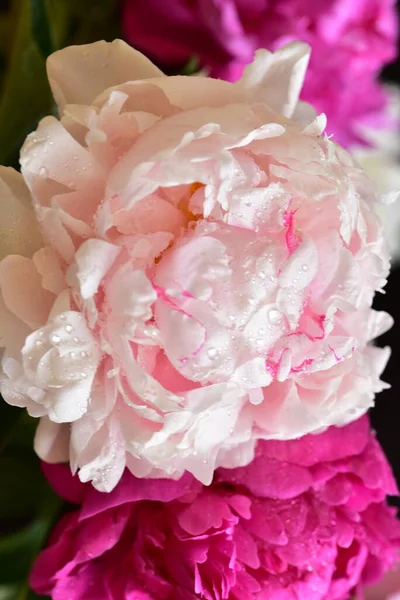 Pion Mycket Vackra Färgglada Blommor Närbild Trädgården — Stockfoto