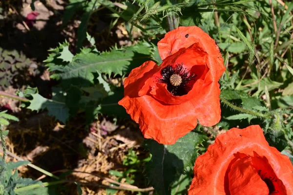 Lindas Flores Papoula Vermelha Jardim — Fotografia de Stock