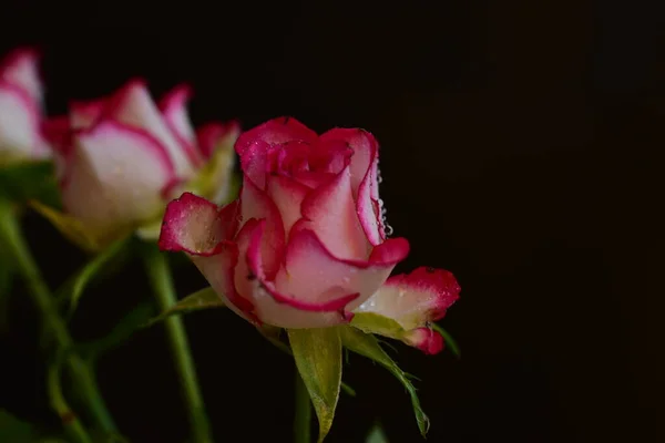 Rose Très Jolie Fleur Colorée Vue Rapprochée Dans Jardin — Photo