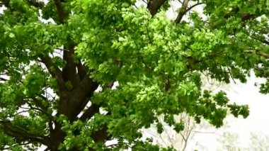 Rüzgarla sallanan ağaç yapraklarının yakınına. 