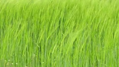 Tarladaki yeşil çimlerin yakınına.