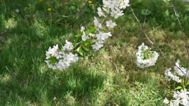 Fevkalade rüzgarda çiçeklerle dolu güzel bir bahar.
