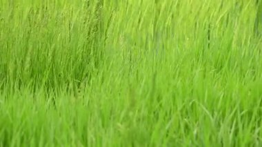 Tarladaki yeşil çimlerin yakınına.