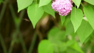 bahçede çiçek closeup