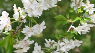 Fevkalade rüzgarda çiçeklerle dolu güzel bir bahar.