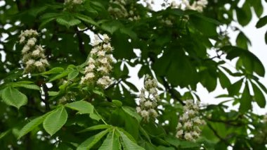 Vahşi kestane çiçekleri rüzgarda yaklaşır