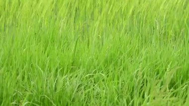 Tarladaki yeşil çimlerin yakınına.