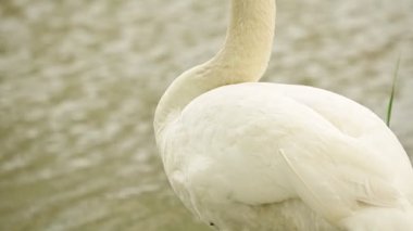 Küçük nehirde beyaz kuğular