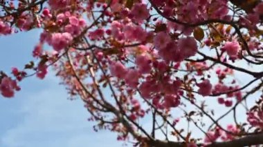 Japon kirazı. Güzel bahar çiçekleri. Rüzgarda yakın görüş.