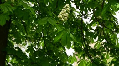 Vahşi kestane çiçekleri rüzgarda yaklaşır