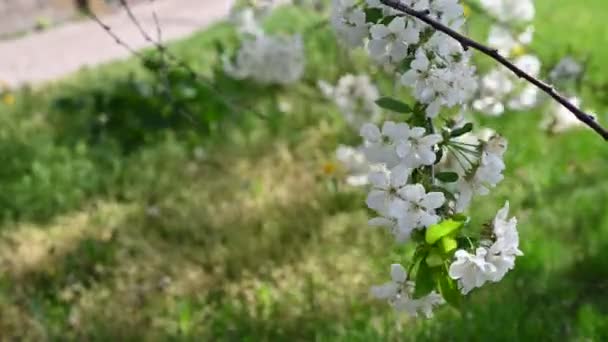 Egy Gyönyörű Tavasz Virágokkal Kivételes Szélben — Stock videók