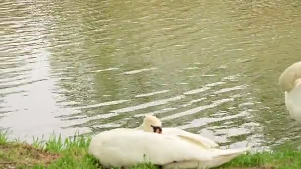 Cisnes Blancos Pequeño Río — Vídeos de Stock