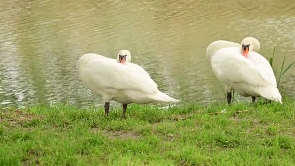 Cygnes Blancs Sur Petite Rivière — Video