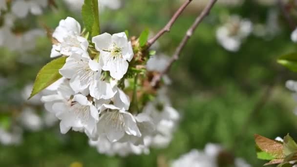 Egy Gyönyörű Tavasz Virágokkal Kivételes Szélben — Stock videók