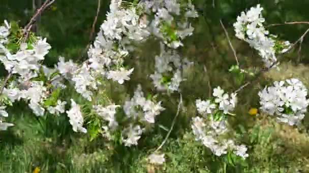 Een Prachtige Lente Met Bloemen Uitzonderlijke Wind — Stockvideo