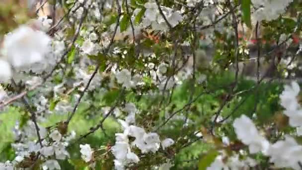 Een Prachtige Lente Met Bloemen Uitzonderlijke Wind — Stockvideo