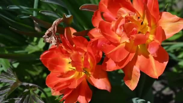 Closeup Flores Jardim — Vídeo de Stock