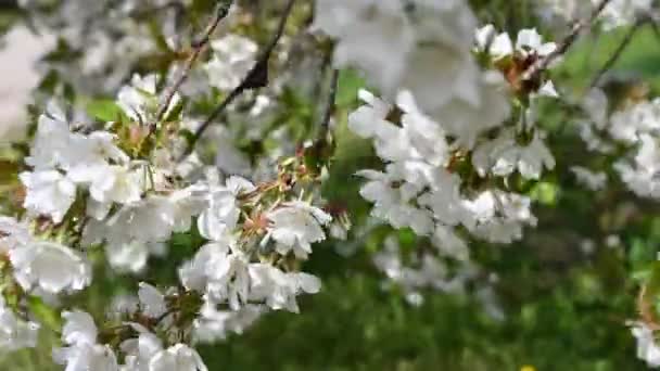 Красива Весна Квітами Винятковому Вітрі — стокове відео
