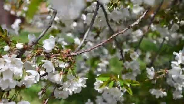 White Cherry Blossom Spring Season Background — стоковое видео