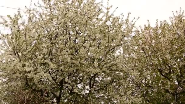 Fevkalade Rüzgarda Çiçeklerle Dolu Güzel Bir Bahar — Stok video