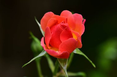 Gül çok güzel renkli çiçek Bahçede yakın görünüm