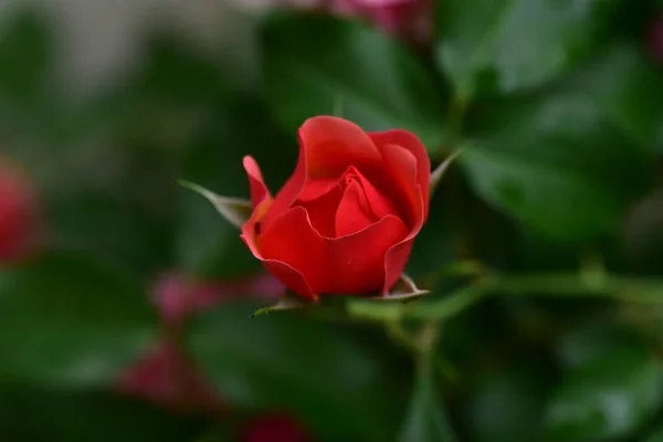 Rózsa Nagyon Szép Színes Virág Közelről Kilátás Kertben — Stock Fotó